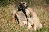 KANGAL 101